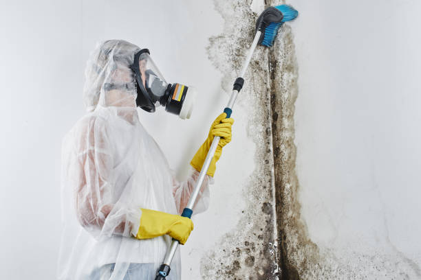 Best Certified Mold Removal  in Holmen, WI