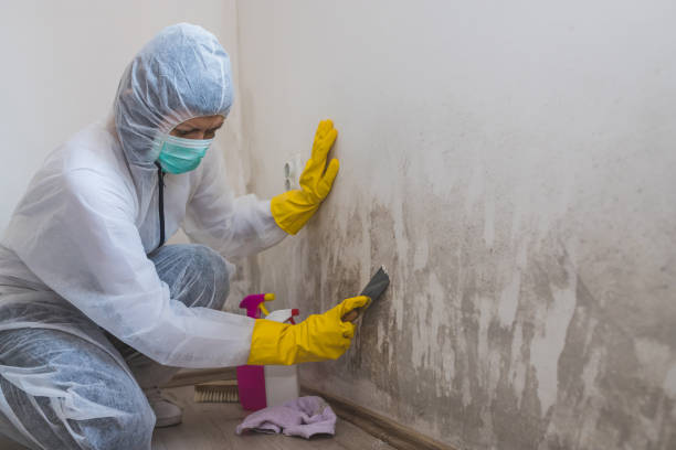 Best Mold Remediation  in Holmen, WI