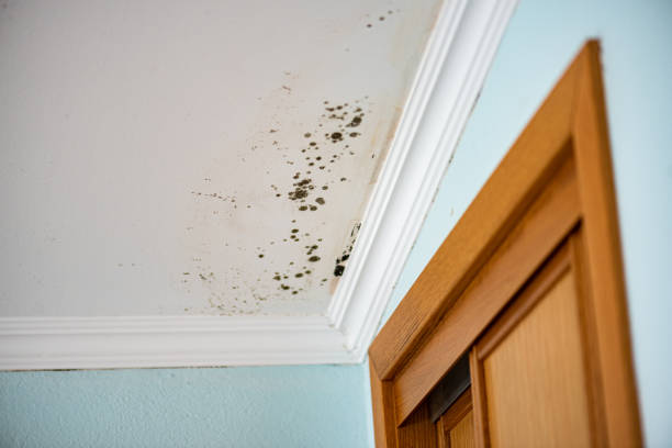 Best Black Mold Removal  in Holmen, WI