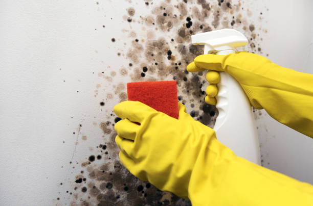 Best Crawl Space Mold Removal  in Holmen, WI