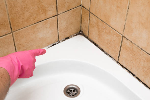 Office Mold Removal Services in Holmen, WI